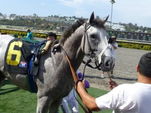 heshadenough racehorse