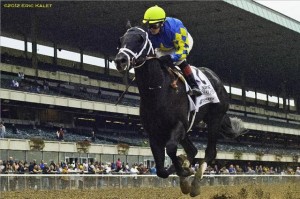 shanghaibobby racehorse